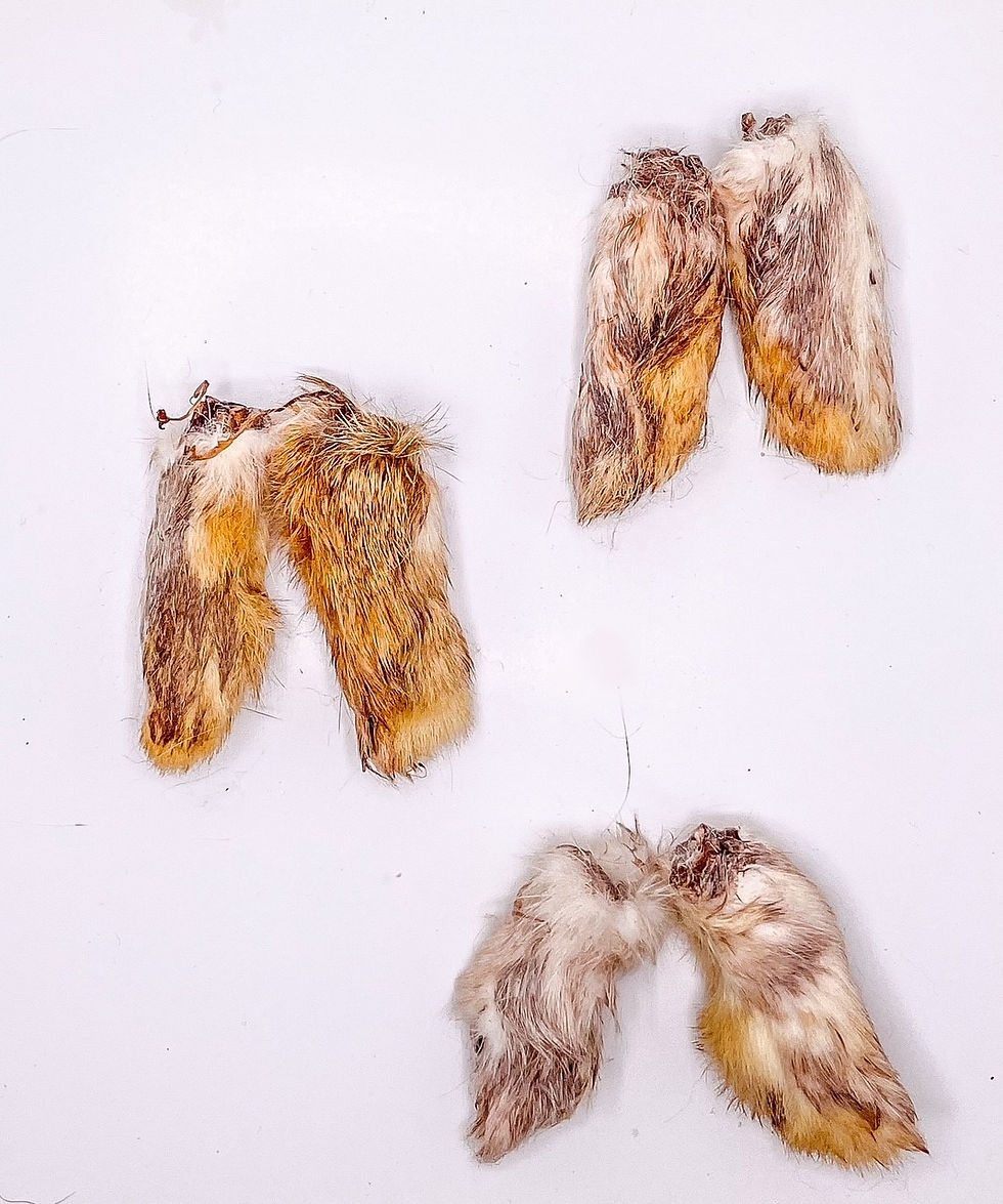Rabbit Feet with Fur 'Front smaller Foot' 5pcs | Pawfect Treats