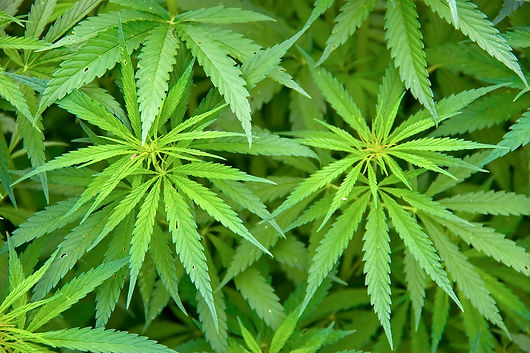 Hemp Flowers.jpg