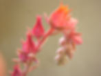 Echeveria bloom