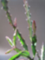 Rhipsalis cruciforme (1)