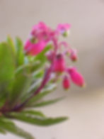 Kalanchoe 'Gnome's Slippers' blm