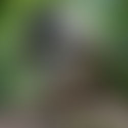 Amazonların Yankıları: Ayawaska Rehberi