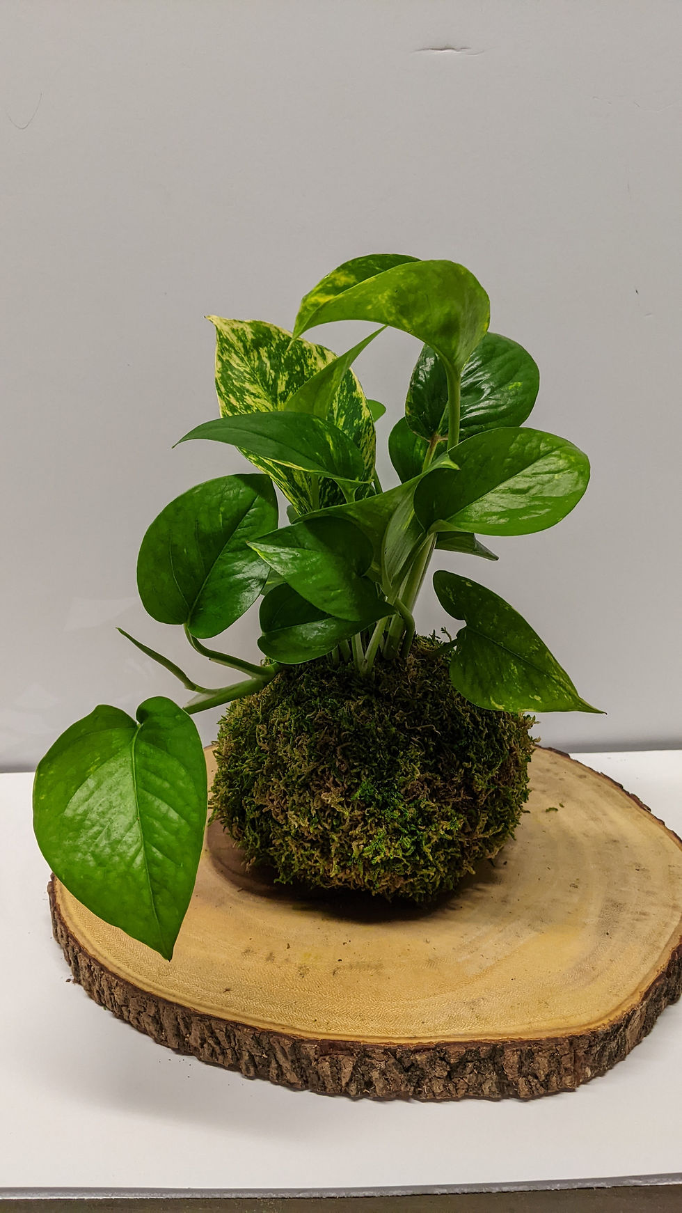 Thumbnail: Pothos Kokedama