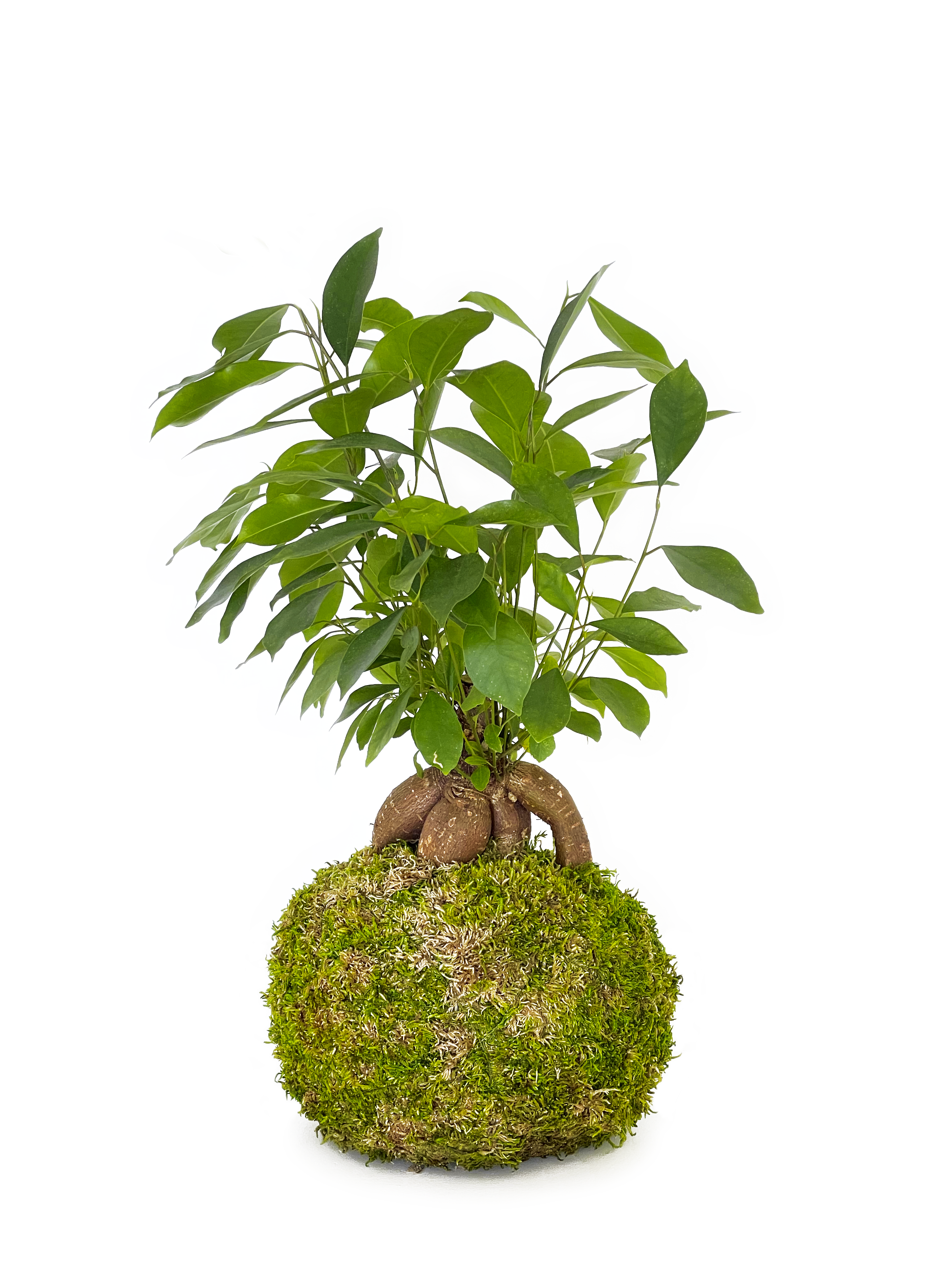 Ginseng Ficus Kokedama