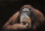 'Orangutan'