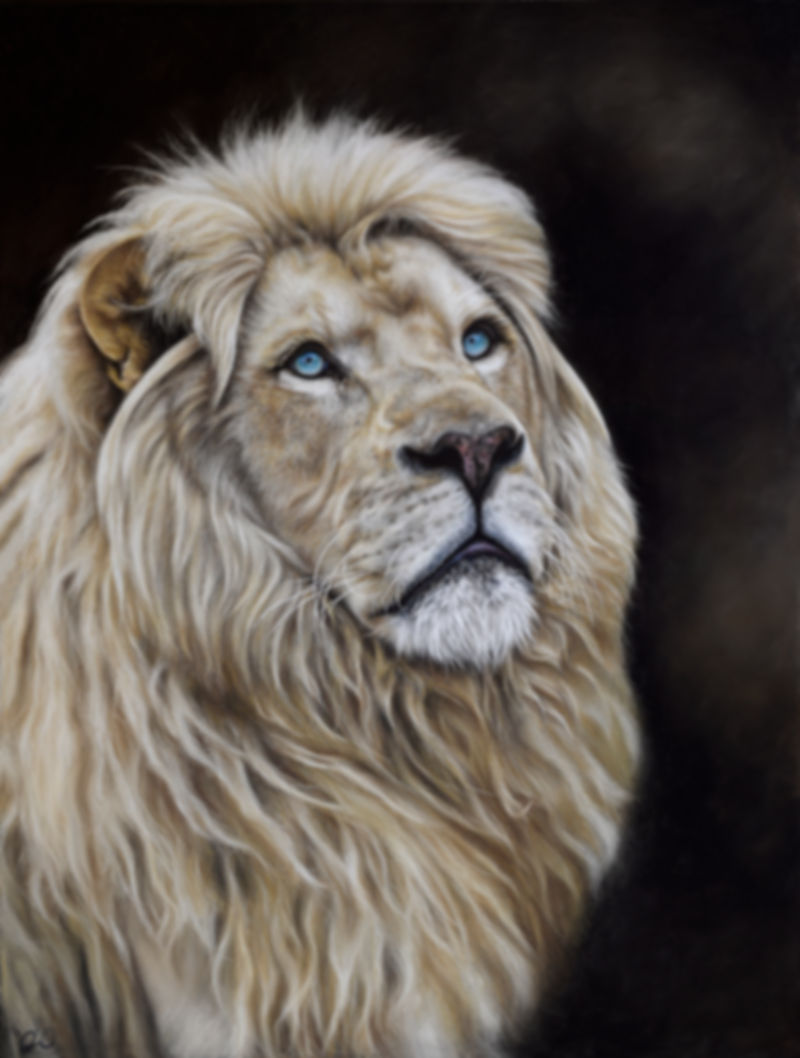 'Hope' - African White Lion Print