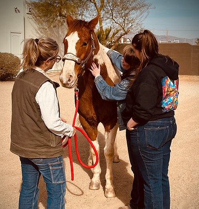 906 Wellness-Equine Accreditation Program