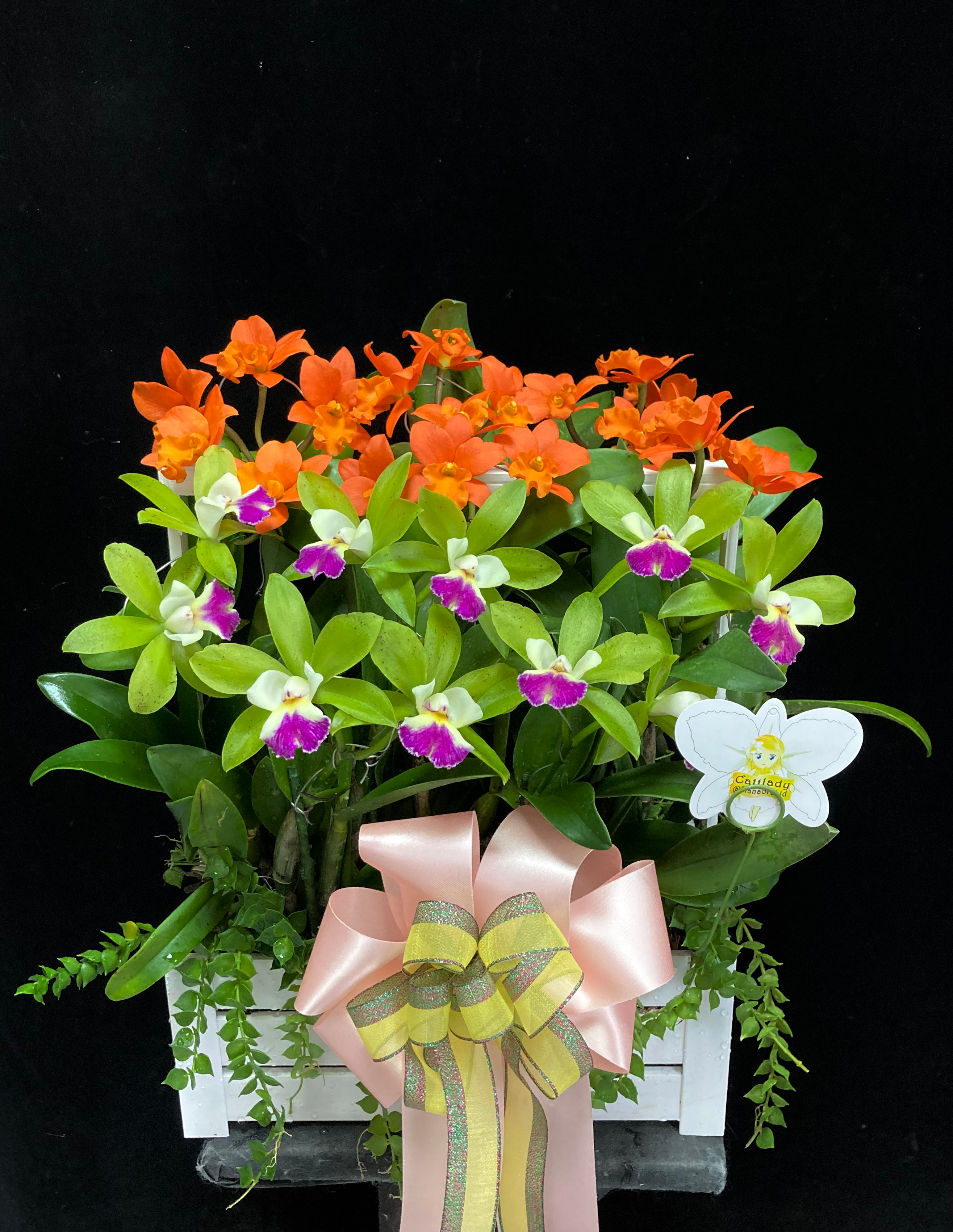 กระเช้าแคทลียา10"#C5