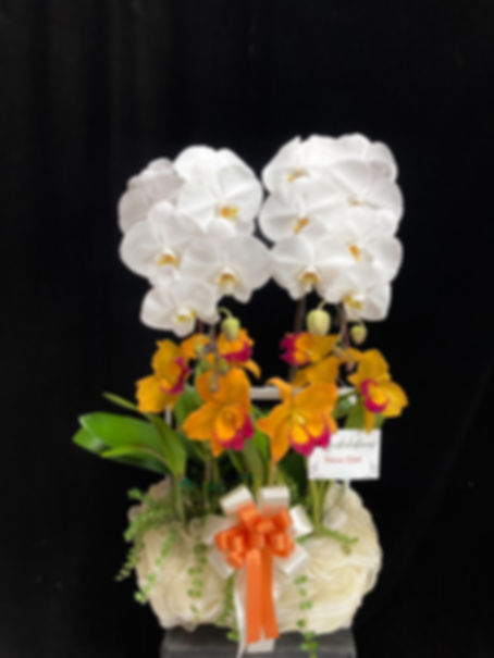 Phalaenopsis and Cattleya basket 10" #P11
