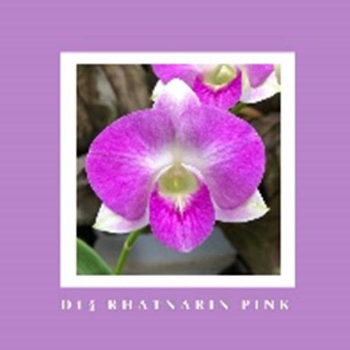 Thumbnail: Orchid, 3.5" pot, with flowers