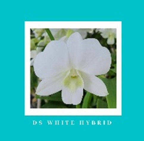 Thumbnail: Orchid, 3.5" pot, with flowers