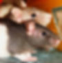 Rattounes CMC Vétérinaire Defasque