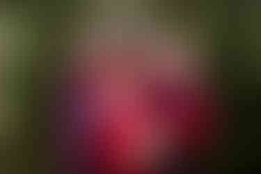 alexia jarry photographe poitiers