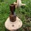 Miniature : Toupie sur socle arbre de Judée / Erable sycomore