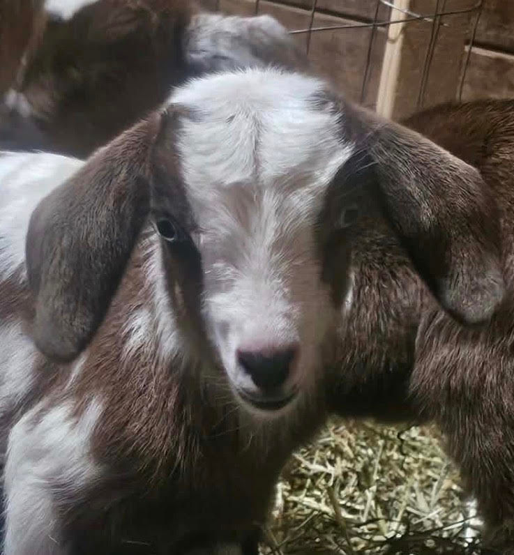 Horns, Hooves & Havoc- Goat Encounter Wristbands