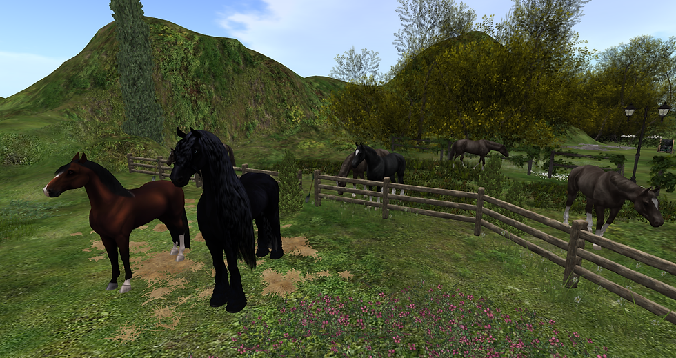 Horse ride
