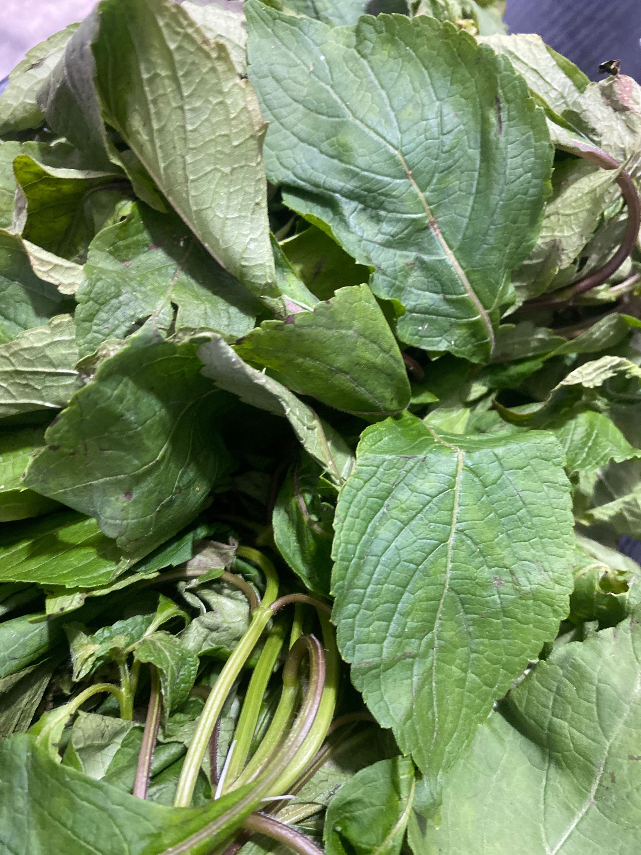 Fresh Scent Leaf Bunch