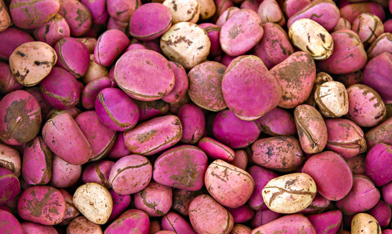 Kola nut (Goro) Basket of 5kg