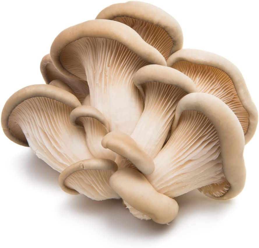Oyster Mushroom