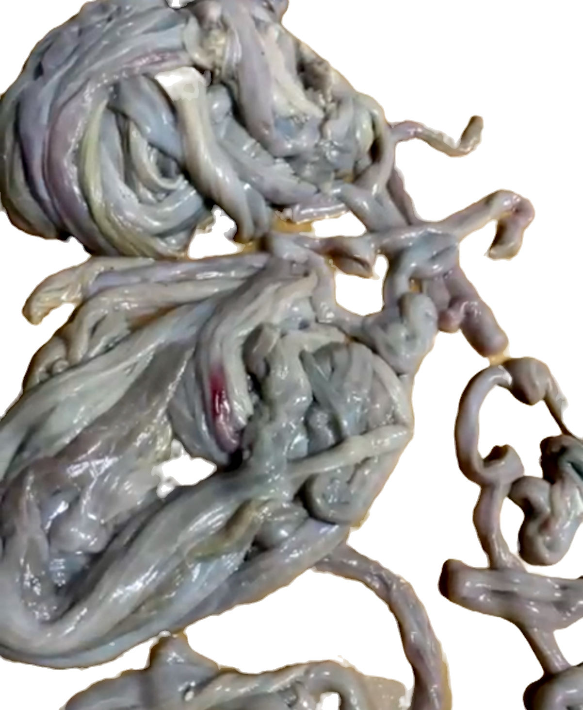 Goat Roundabout, intestine, shaki, liver & more mix inside part (50% cleaned)