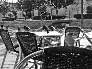 Sparrows coffee break