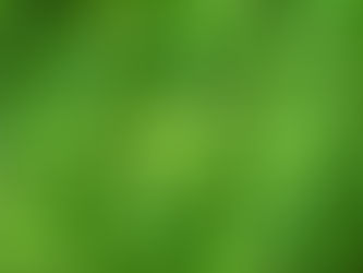 why weeds come back, pre emergent weed control memphis, chickweed memphis