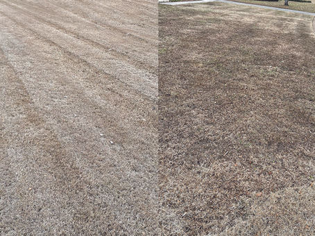Side by side image of a Memphis area dormant lawn showing healthy tan dormancy on the left and dark thin weed damaged areas on the right.