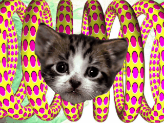 cat_head_animation
