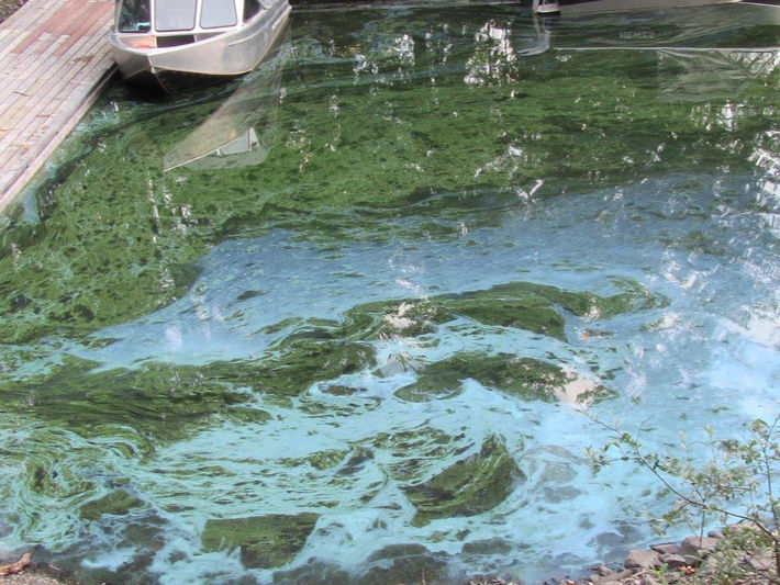 Blue Green Algae in the Coldest Deepest Lake in BC