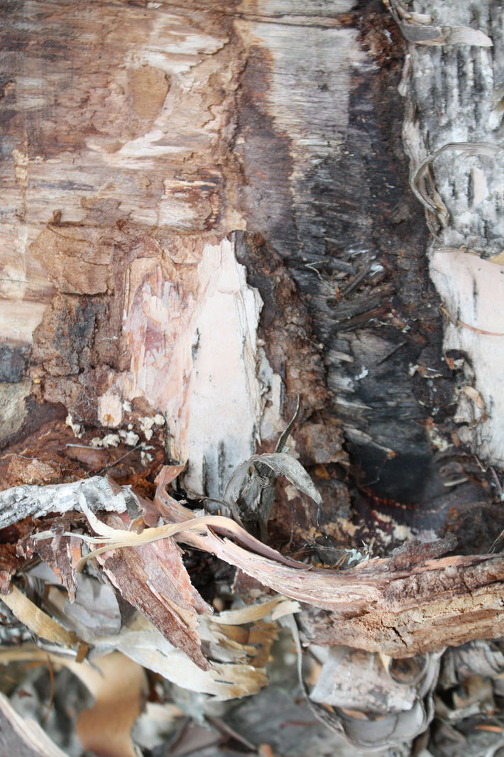 Cariboo Chilcotin Conservation Society resigns its position on the Gibraltar Mine  Technical Advisor