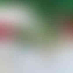 Christmas Flower Gift