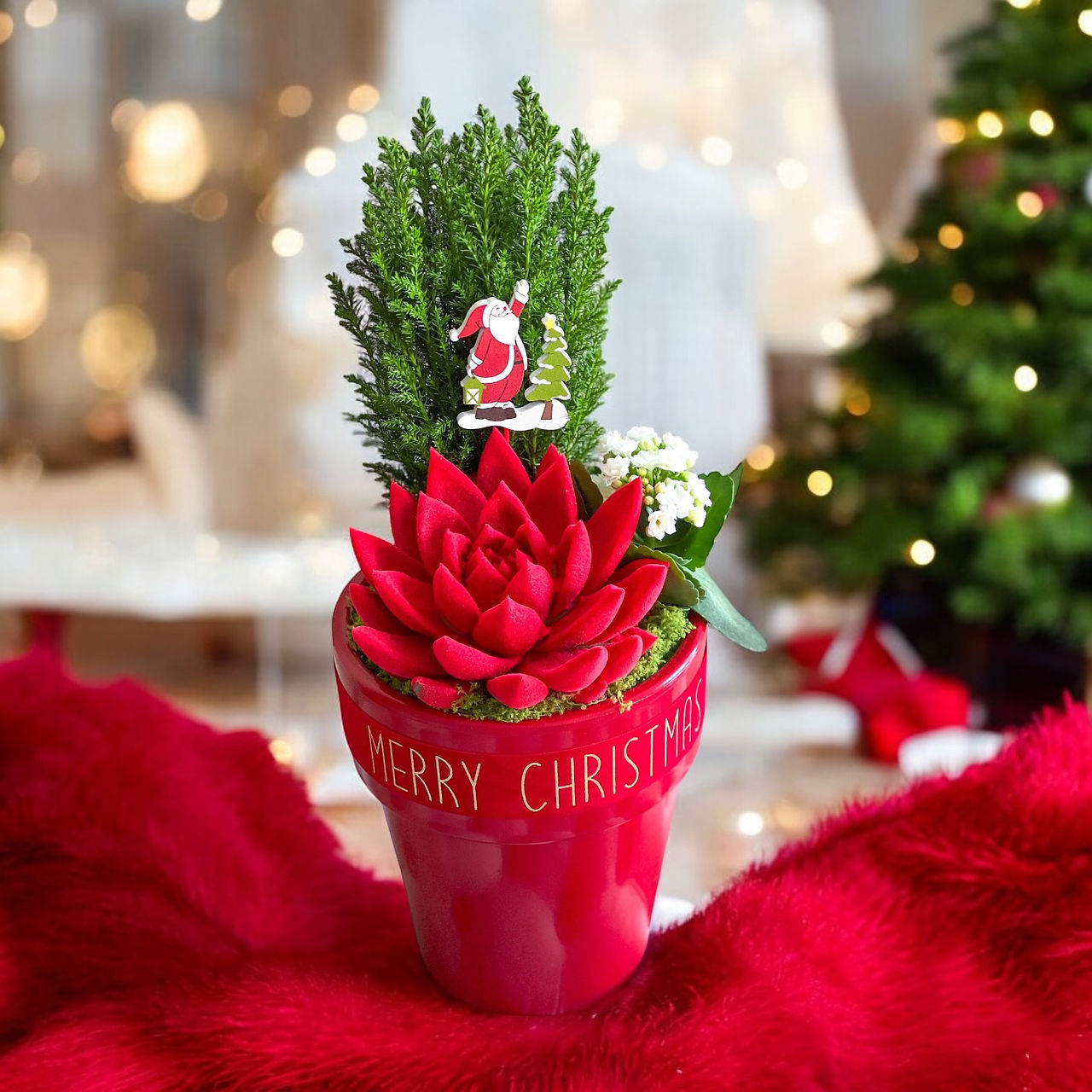 Christmas plant arrangement