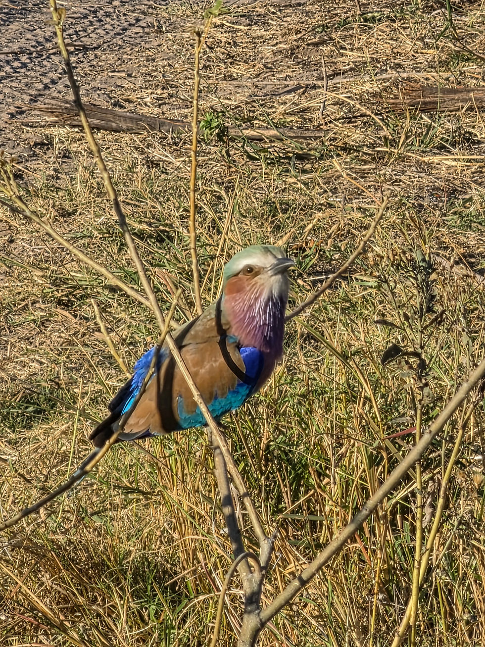 bird in the wild in southern africa