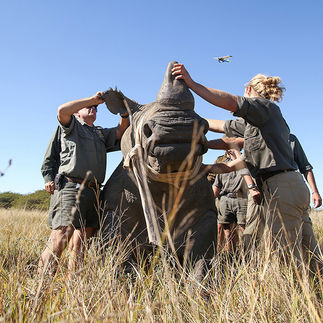bateleurs-phinda-rhino-dehorning-mission