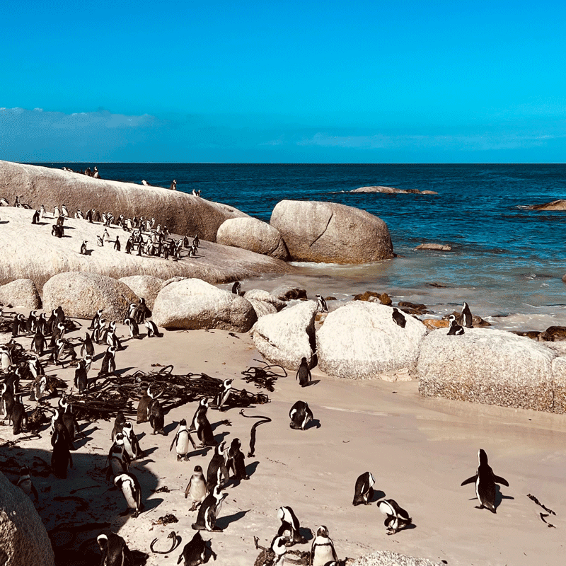 cape-car-tours-cape-town-cape-penguins-and-picnic-tour