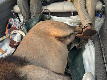 lion-relocation-the-bateleurs-ivan-carter