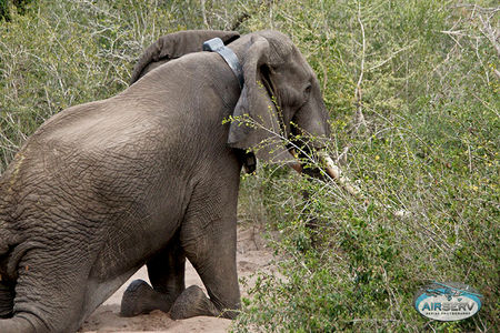 bateleurs-steve-tembe-elephant-park