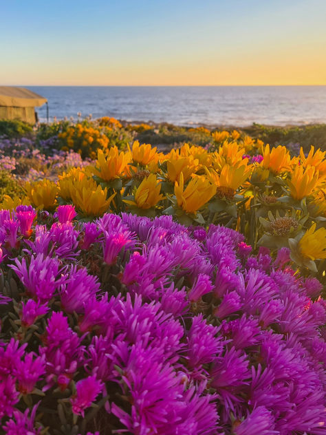 namaqualand flowers and flower camp in south africa