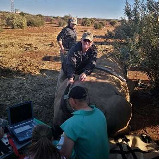 Bateleurs operation oocyte