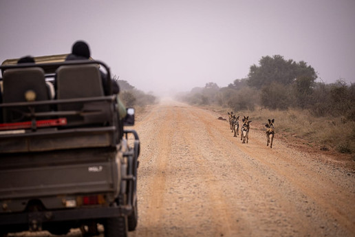 Madikwe Game Reserve in South Africa