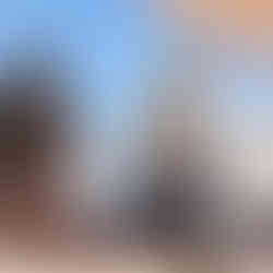 The Bateleurs Flying for the Environment Impact - EWT Cheetahs relocation