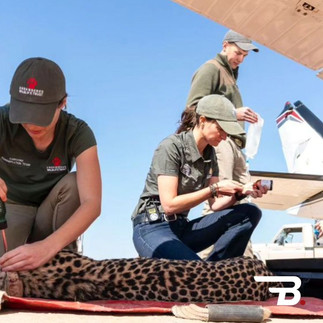 The Bateleurs Flying for the Environment Impact - EWT Cheetahs relocation