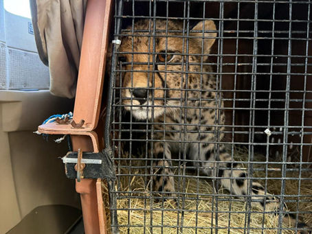 Bateleurs Fly Injured Cheetah to Specialist Care in Pretoria