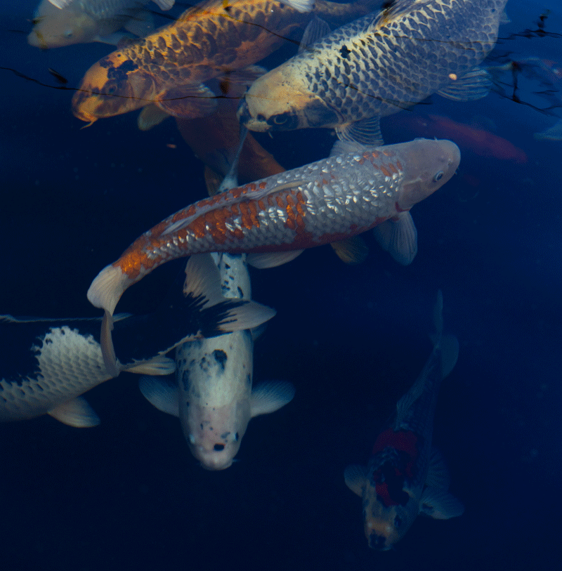 partnerships-social-capital-building-capital-partners-peter-brooke