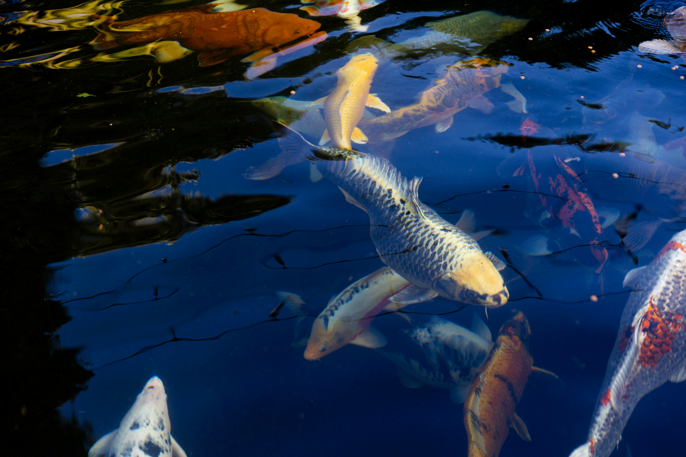 the-brand-cafe-communications-web-design-building-capital-partners-peter-brooke