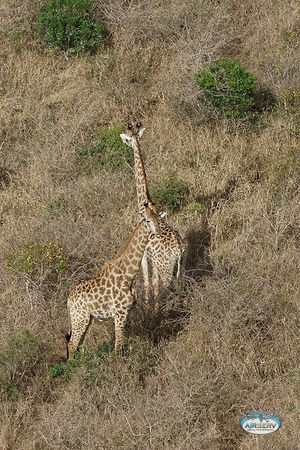 Giraffes The Bateleurs