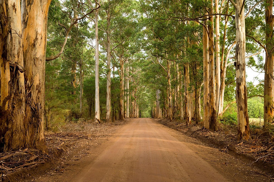 A quiet drive through the karri forest to Marima Cottages