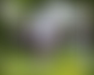 ::Whymsikal:: - Glitter Hooves