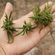 Marijuana plant on palm 