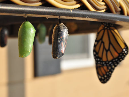 From Caterpillar to Butterfly